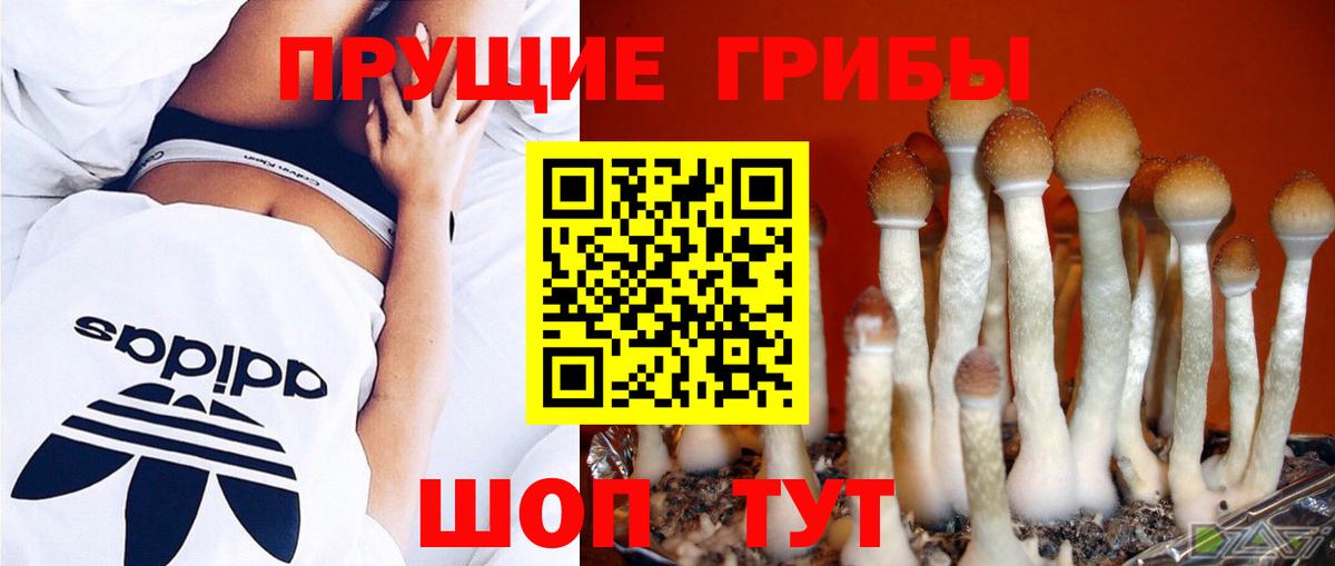 Псилоцибиновые грибы Psilocybe  Псилоцибиновые грибы Psilocybine cubensis  Абакан  Вход с VPN 